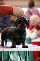 Crufts2011_2 1218